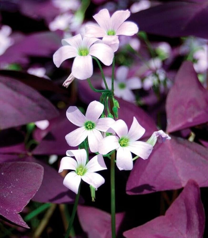 Purple Shamrock plant displaying rich purple foliage in a garden setting.