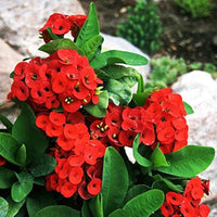 Red Succulent Flower Seeds for Planting – Easy to Grow Heirloom & NonGMO Seeds for Home Garden
 
 Sale