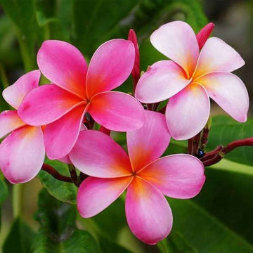 Pink & Yellow Egg Flower seeds for Planting - Low Maintenance, Heirloom & GMO Free Seeds for Home Garden