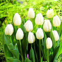 White Tulip Flower seeds for Planting Drought Tolerant Heirloom & GMO Free Seeds for Home Garden