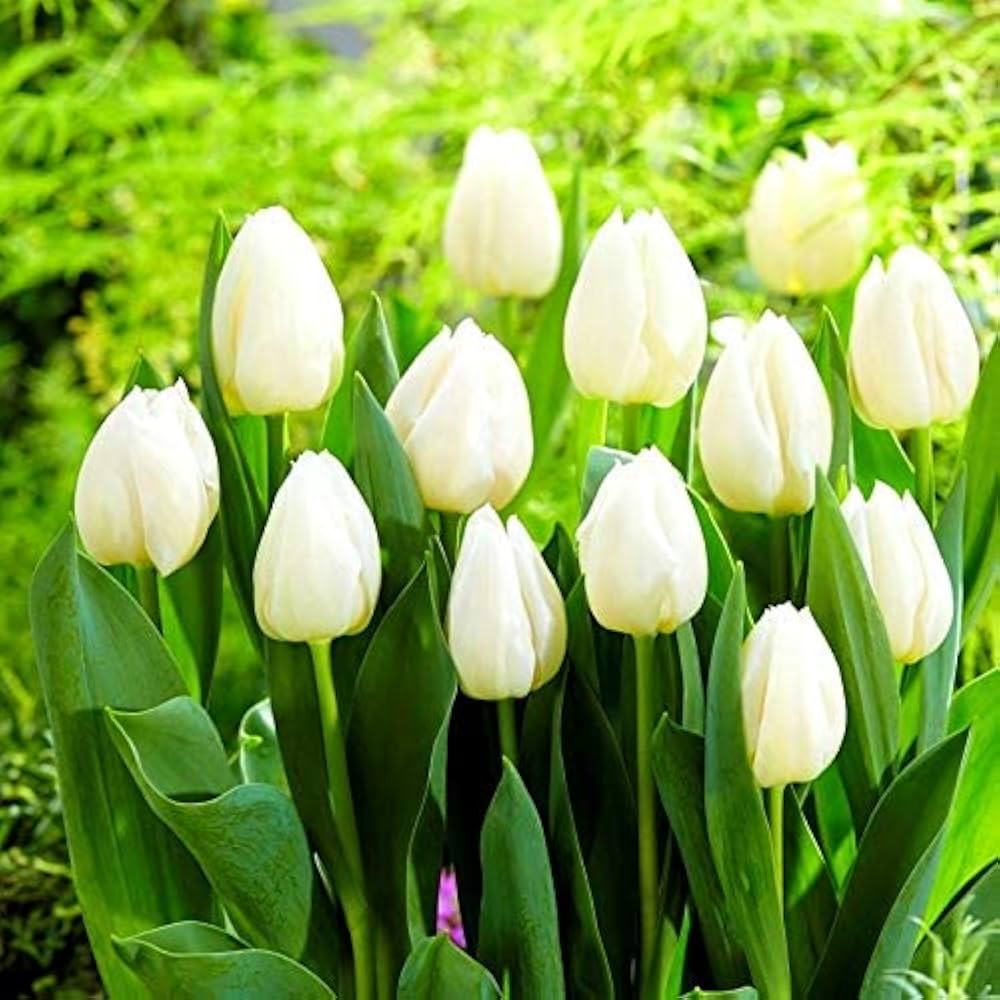 Tulip Petals Flower seeds for Planting Compact Growth Heirloom & GMO Free Seeds for Home Garden 
 
 Sale