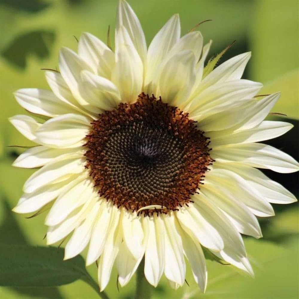 Cream Sunflower Flower seeds for Planting - Fragrant Blossoms, Heirloom & GMO Free Seeds for Home Garden