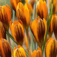 Orange Brown Crocus Flower seeds for Planting Hardy Variety Heirloom & GMO Free Seeds for Home Garden