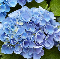 Sky Blue Geranium Pelargonium Flower Seeds for Planting Perfect for Borders Heirloom & GMO Free Seeds for Home Garden
 
 Sale