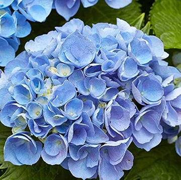 Sky Blue Univalve Geranium Flower seeds for Planting Low Maintenance Heirloom & GMO Free Seeds for Home Garden