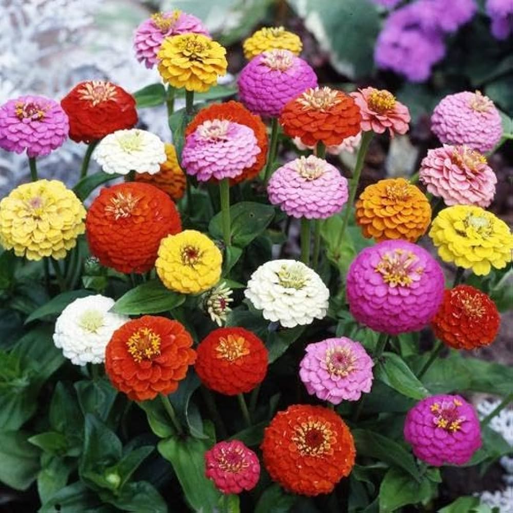 Deep Red Zinnia Flower seeds for Planting Wildflower Mix Heirloom & GMO Free Seeds for Home Garden 
 
 Sale