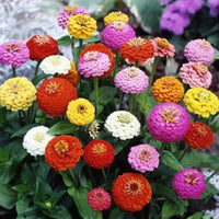 Deep Red Zinnia Flower seeds for Planting Wildflower Mix Heirloom & GMO Free Seeds for Home Garden 
 
 Sale