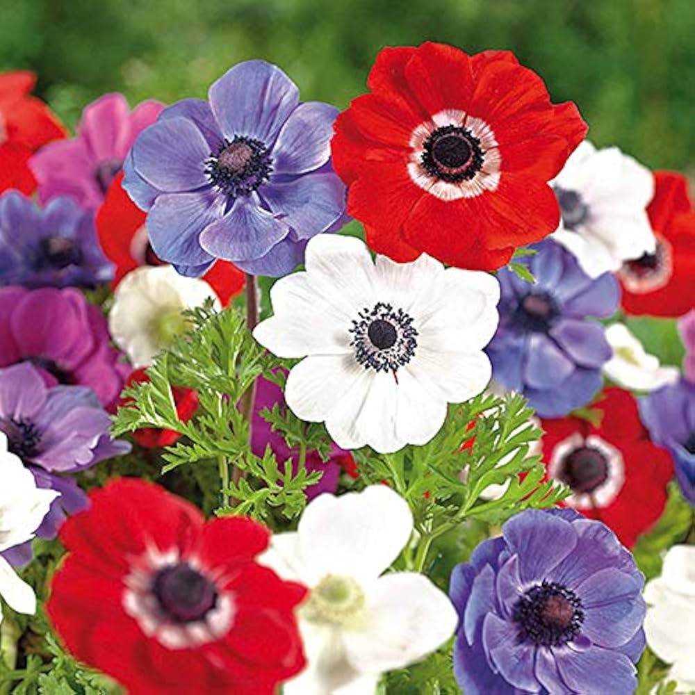 Anemones Flower seeds for Planting Seasonal Bloomer Heirloom & GMO Free Seeds for Home Garden
