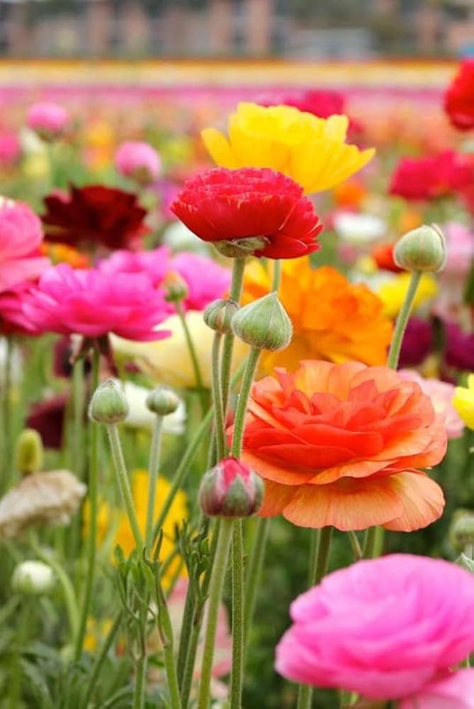 Mixed Ranunculus Flower seeds for Planting - Cut Flower Favorite, Heirloom & GMO Free Seeds for Home Garden