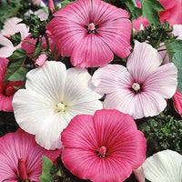 Mixed Rose Mallow Flower seeds for Planting - Colorful Display, Heirloom & GMO Free Seeds for Home Garden
