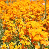 Orange Siberian Wallflower Seeds for Bright Garden Accents