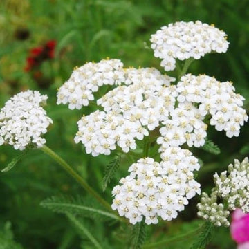Mixed Achillea Millefolium Flower Planting Seeds for Vibrant Gardens