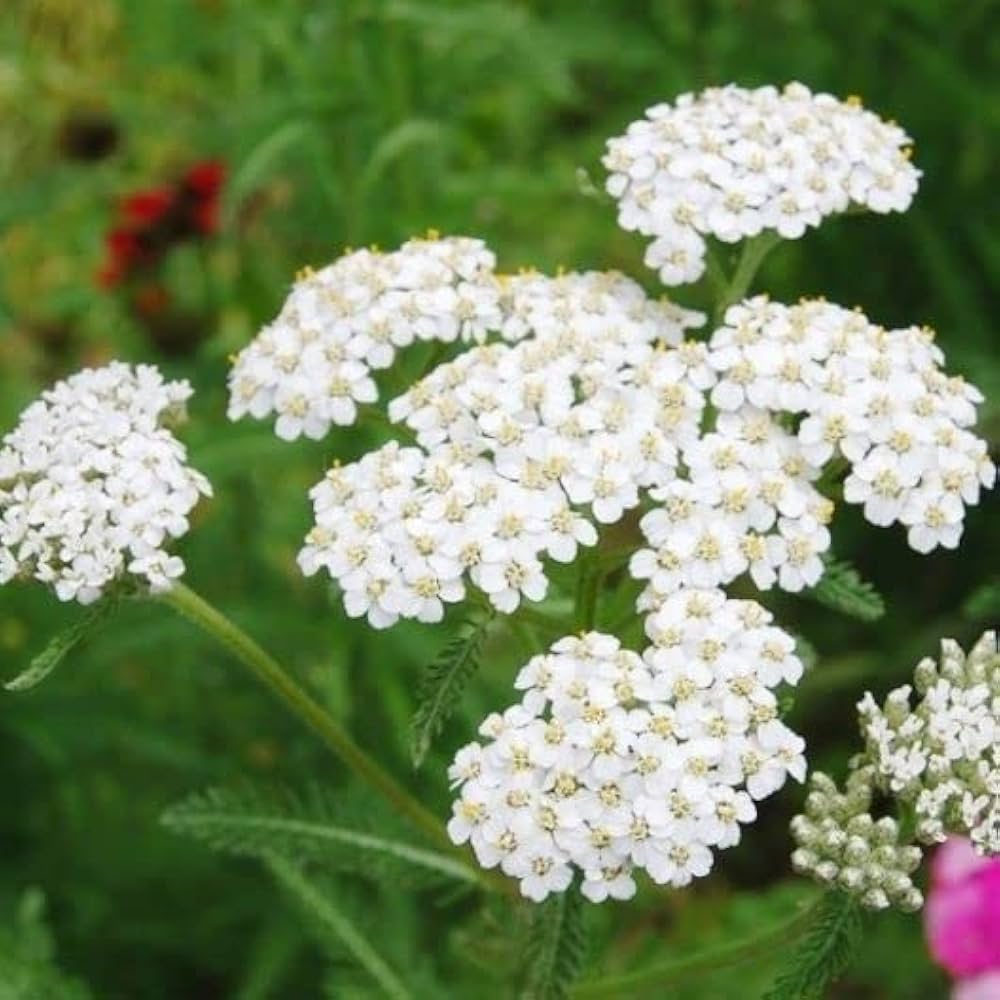 Purple Yarrow Achillea Seeds for Planting Long Blooming Perennial Garden
