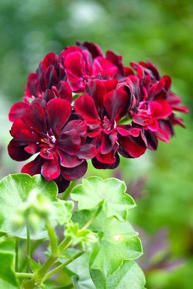 Dark Burgundy Geraniums Flower seeds for Planting Sun Loving Heirloom & GMO Free Seeds for Home Garden
 
 Sale
