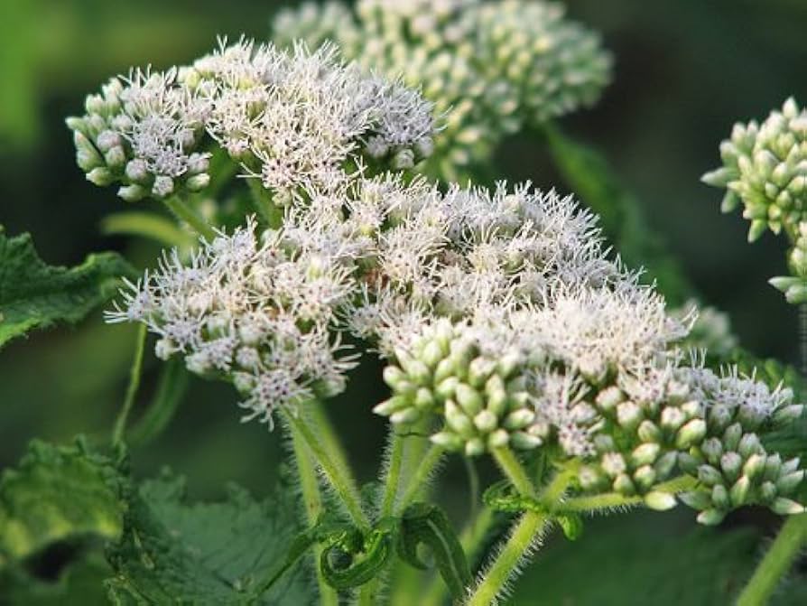 Eupatorium Boneset Eupatorium perfoliatum Flower Seeds for Planting in Herb Garden and Woodland