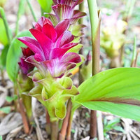 Purple Curcuma Flower seeds for Planting - Cut Flower Favorite, Heirloom & GMO Free Seeds for Home Garden