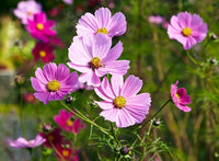 Kosmos-Blumensamen Cosmos bipinnatus Flower Seeds for Planting in Flower Bed and Garden