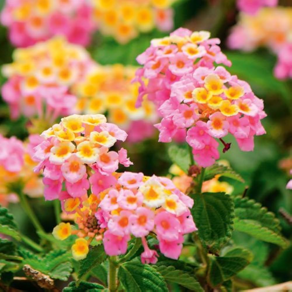 Mixed Lantana Flower seeds for Planting Seasonal Bloomer Heirloom & GMO Free Seeds for Home Garden 
 
 Sale