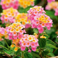 Mixed Lantana Flower seeds for Planting Seasonal Bloomer Heirloom & GMO Free Seeds for Home Garden 
 
 Sale
