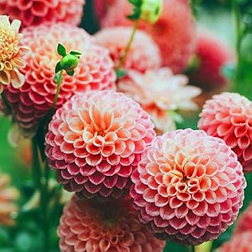 Orange Pink Echinops Flower seeds for Planting - Pollinator Friendly, Heirloom & GMO Free Seeds for Home Garden
 
 Sale for planting in home garden
