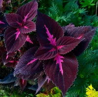 Deep Purple Coleus Flower seeds for Planting - Bright Blooms, Heirloom & GMO Free Seeds for Home Garden