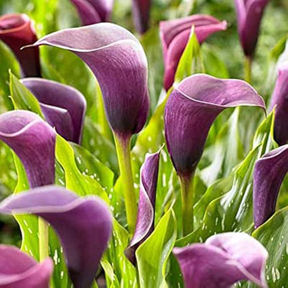 Purple Calla Lily Bulbs | Variegated Perennial Flowers for Shade Gardens
