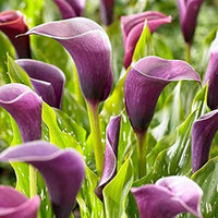 Purple Calla Lily Bulbs | Variegated Perennial Flowers for Shade Gardens