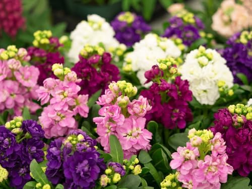 Colorful Stock flowers blooming in a sunny garden bed.