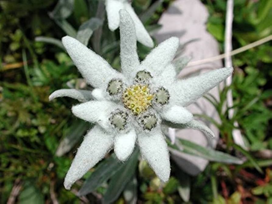 Edelweiss Leontopodium alpinum Flower Seeds for Planting in Alpine Garden