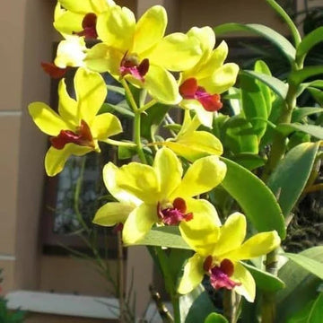 Yellow Dendrobium Orchid Flower seeds for Planting - Sun Loving, Heirloom & GMO Free Seeds for Home Garden