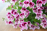 Mini Geranium Seeds for Planting Pelargonium Zonale flower bed container garden