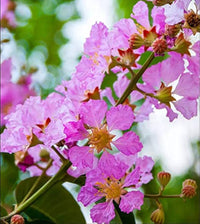 Pink Crape Myrtle Flower seeds for Planting - Colorful Display, Heirloom & GMO Free Seeds for Home Garden
