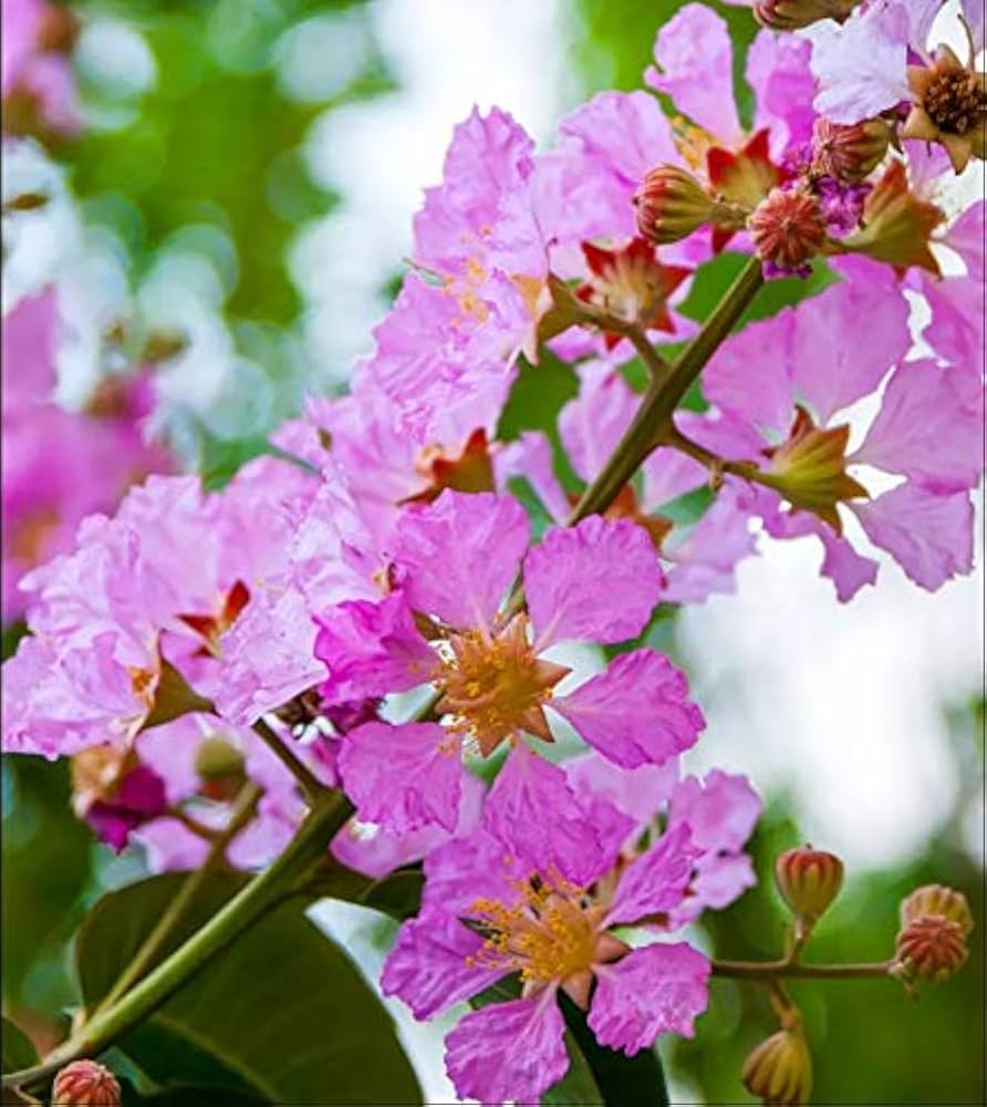 Lagerstroemia Flower seeds for Planting Shade Tolerant Heirloom & GMO Free Seeds for Home Garden