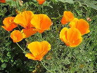 Eschscholtzia Mixed Color California Poppy Flower Seeds for Planting in Flower Bed and Wildflower Garden