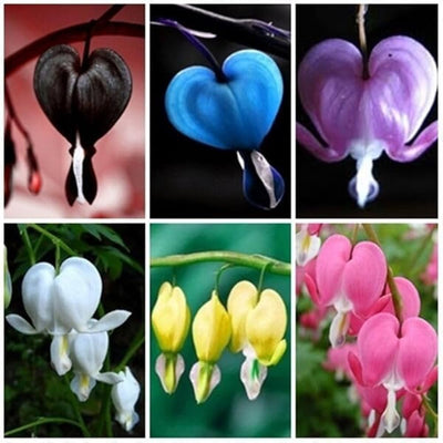 100 Pcs