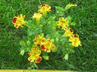 Monkey Flower Mimulus Seeds (Affenblumensamen)