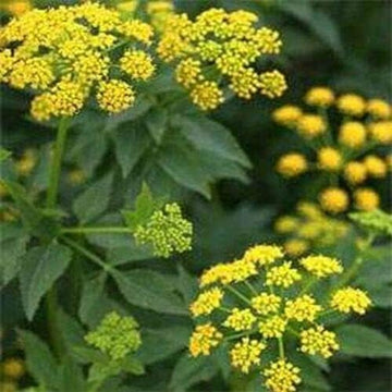 Zizia Aurea Zizia aurea for planting in flower bed