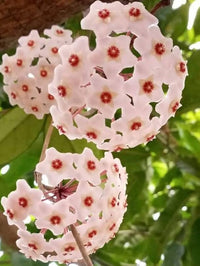 Soft Pink Hoya Flower Seeds for Planting Colorful Display Heirloom & GMO Free Seeds for Home Garden
 
 Sale