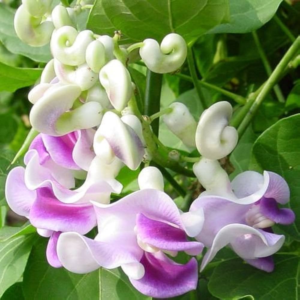 Corkscrew Vine Planting Seeds for Stunning Climbing Blooms