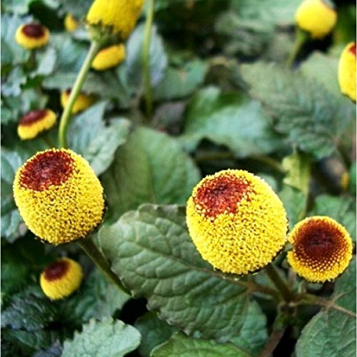 Yellow Red Spilanthes Acmella Flower seeds for Planting - Sun Loving, Heirloom & GMO Free Seeds for Home Garden
