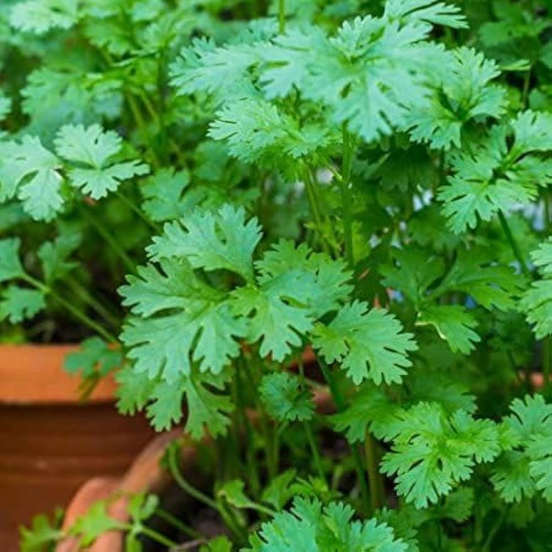 Cilantro Coriander Seeds for Planting Grow Fresh Green Herbs