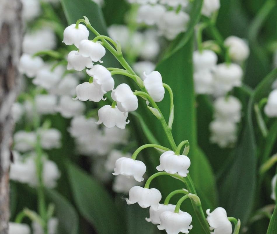 Lily of the Valley plants growing in a shaded garden