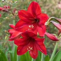 Red Amaryllis Flower seeds for Planting Long Bloom Season Heirloom & GMO Free Seeds for Home Garden