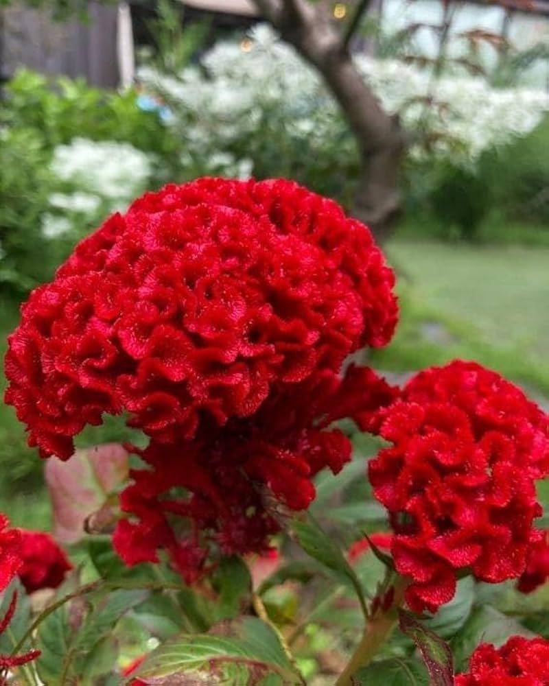 Cockscomb Seeds (Celosia) for Beautiful, Curly Blooms