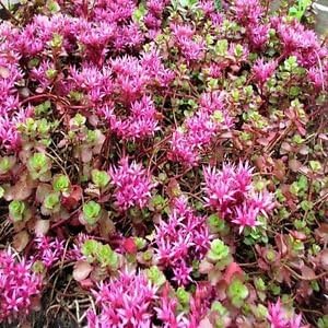 Purple Spurium Coccineum Flower seeds for Planting - Vibrant Colors, Heirloom & GMO Free Seeds for Home Garden
 
 Sale seeds for home garden