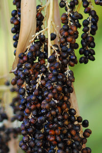 California Fan Palm Tree Seeds for Planting – Heirloom Palm Tree Seeds for Tropical Gardens
