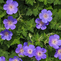 Cranesbill Geranium Flower seeds for Planting - Cut Flower Favorite, Heirloom & GMO Free Seeds for Home Garden