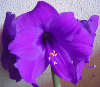 Lavender Amaryllis Flower Seeds for Planting Garden Favorite Heirloom & GMO Free Seeds for Home Garden
 
 Sale