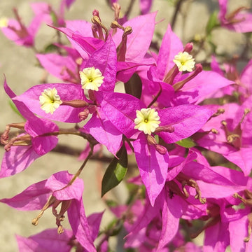 Bougainvillea Flower Seeds - Pink & White for Vibrant Planting