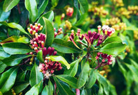 Syzygium aromaticum plant thriving in a tropical herb garden.